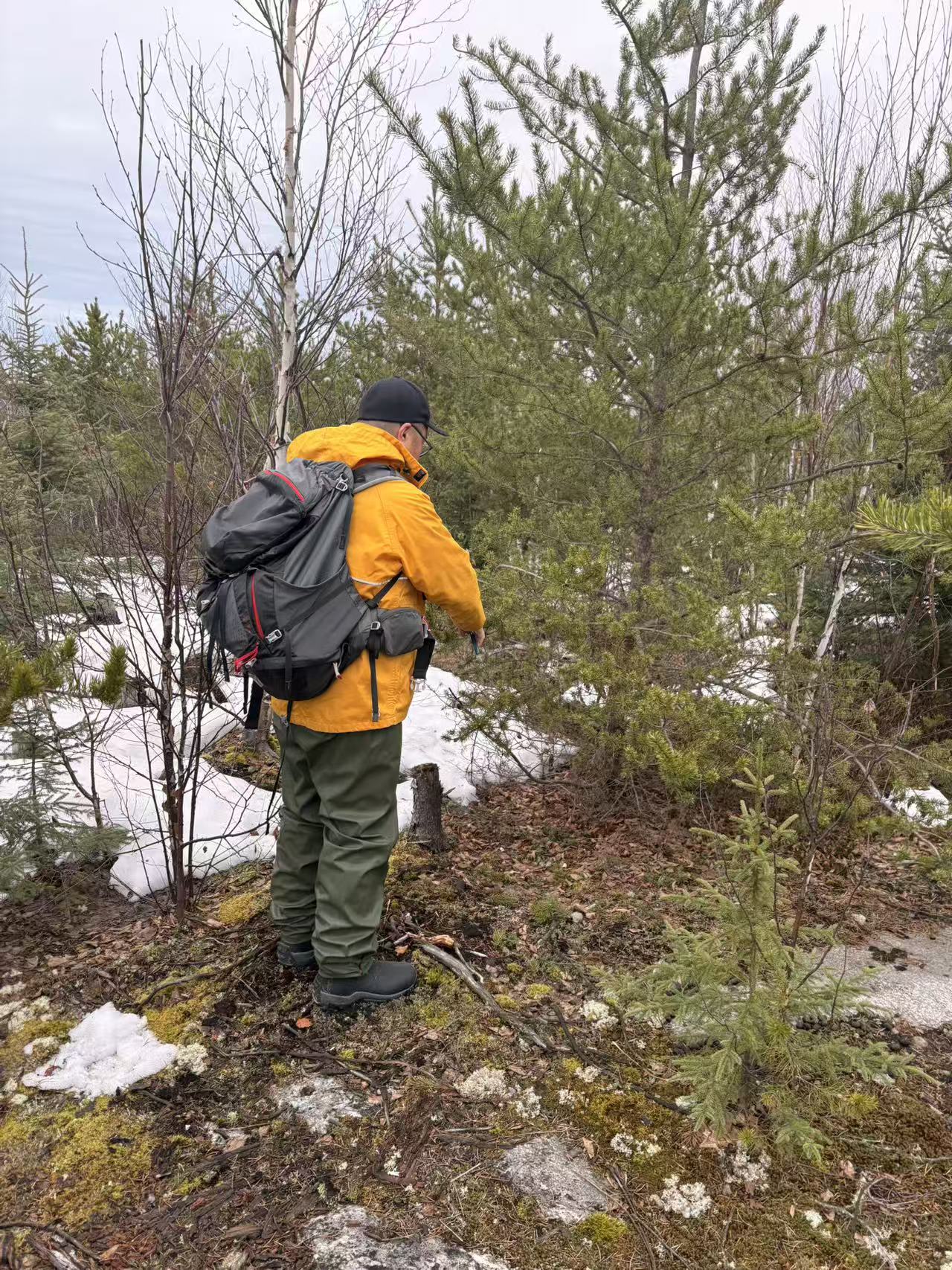 Beyond's Geologist, Tyler Tian, collecting a tree-tip sample
