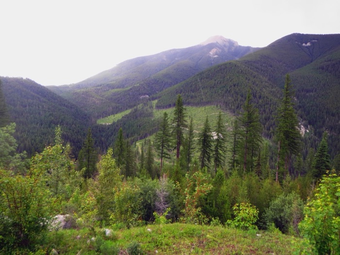 Rare One Project valley with larch and regenerating forest